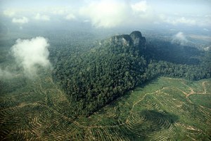 palm-oil-plantation-picture